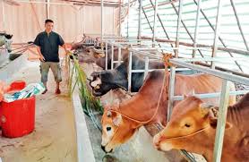 Hỗ trợ kinh phí mua giống gia súc cho hộ gia đình vùng kinh tế khó khăn